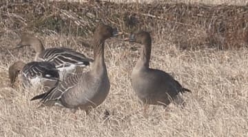 国の天然記念物の「オオヒシクイ」が飛来　長野・安曇野市で24羽を確認　日本海側などでの大雪が影響か