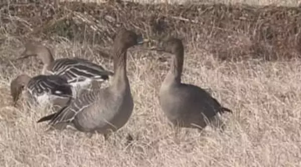 国の天然記念物の「オオヒシクイ」が飛来　長野・安曇野市で24羽を確認　日本海側などでの大雪が影響か