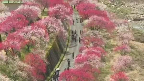 まるで「桃源郷」　阿智村・月川温泉郷のハナモモ見ごろ　長野
