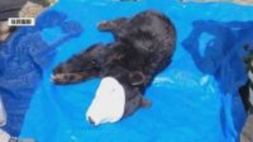 「クマがレストランの敷地にいる」道向かいの住宅の庭に　麻酔で眠らせ捕獲、駆除　体長約1メートル10センチ　4月30日の夜にも出没「ガーって外から。怖かった」　長野・原村
