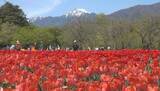 「残雪の北アルプスと花が競演　安曇野の公園でチューリップとネモフィラが見頃に　いずれも5月まで楽しめる　長野・安曇野市」の画像1