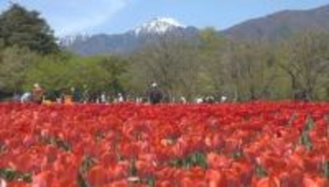 残雪の北アルプスと花が競演　安曇野の公園でチューリップとネモフィラが見頃に　いずれも5月まで楽しめる　長野・安曇野市