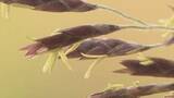 「“120年に1度”『謎の花』が続々と開花　「スズタケ」に「クロチク」も　長野県内の各地で一斉に　「83歳で初めて見た」一生に一度の奇跡か　詳しい生態は不明、情報提供募る」の画像1