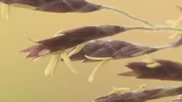 “120年に1度”『謎の花』が続々と開花　「スズタケ」に「クロチク」も　長野県内の各地で一斉に　「83歳で初めて見た」一生に一度の奇跡か　詳しい生態は不明、情報提供募る