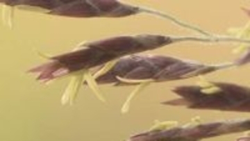 “120年に1度”『謎の花』が続々と開花　「スズタケ」に「クロチク」も　長野県内の各地で一斉に　「83歳で初めて見た」一生に一度の奇跡か　詳しい生態は不明、情報提供募る