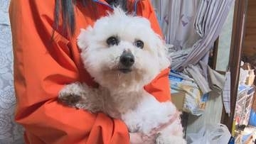 「この犬、皮膚病…ひどい」「人間の価値観で仕事をさせられ…」行き場を失った『繁殖犬』　ブリーダーが繁殖のために飼育、出産を繰り返し引退　「命を救いたい」「愛され幸せな余生を」ボランティアの思い