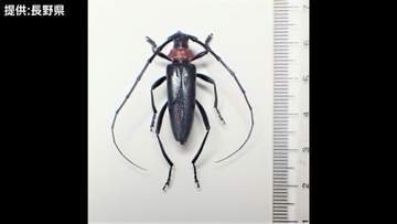 特定外来生物「クビアカツヤカミキリ」成虫を長野県の農地で初めて確認　モモやウメなどの木を食い荒らし、枯らせる恐れ　 2012年に愛知県で初めて確認後、19都府県で確認
