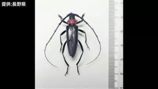 特定外来生物「クビアカツヤカミキリ」成虫を長野県の農地で初めて確認　モモやウメなどの木を食い荒らし、枯らせる恐れ　 2012年に愛知県で初めて確認後、19都府県で確認