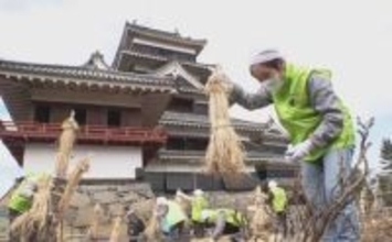 国宝・松本城で春を迎える準備　庭園の樹木の冬囲い取り外す　冬の寒さや雪からボタンの花など守って3カ月　梅園では開花進む