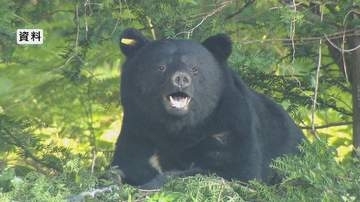 クマを目撃　別荘地近くで…住民が通報　長野・須坂市の「峰の原高原」　発見に至らず　住民に注意を呼びかける