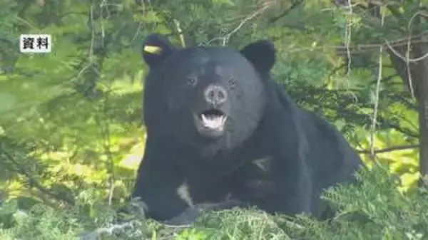 クマを目撃　別荘地近くで…住民が通報　長野・須坂市の「峰の原高原」　発見に至らず　住民に注意を呼びかける
