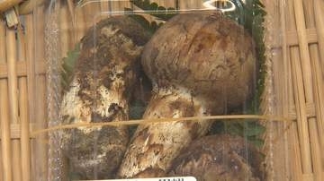 「松茸」の豊作に期待　7200円～1万1000円の4パックが直売所に「お吸い物に」買い求める人も　例年より2週間ほど早く入荷　9月中旬ごろに最盛期を迎える見通し　松茸ご飯のおにぎりも販売　長野・長和町