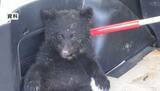 「「クマがいます」通行人から通報　子グマか　警察がパトロール、住民に注意呼びかけ　長野・中野市」の画像1