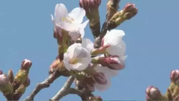 「松本城でソメイヨシノが開花　平年より6日早く　上田城跡公園、高島公園でも「開花宣言」」の画像