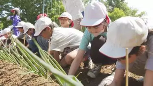 松本市の小学生が「松本一本ねぎ」の定植　伝統野菜の魅力を感じて　「チャーハン、鍋、ギョウザにして食べたい」