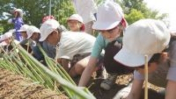 松本市の小学生が「松本一本ねぎ」の定植　伝統野菜の魅力を感じて　「チャーハン、鍋、ギョウザにして食べたい」