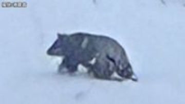 「クマに背後から襲われ気づかなかった」温泉街で雪かき中…78歳男性が顔と太ももをかまれる　転倒して腕を骨折して入院　「まだ冬眠していないクマもいて遭遇する可能性がある」長野県が注意呼びかけ