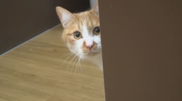 ペットを「買う」から「迎える」へ　生体販売から譲渡に切り替え「保護猫迎える選択肢を当たり前に」長野県内の商業施設で初めて譲渡施設が誕生