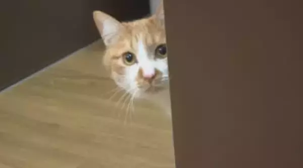 ペットを「買う」から「迎える」へ　生体販売から譲渡に切り替え「保護猫迎える選択肢を当たり前に」長野県内の商業施設で初めて譲渡施設が誕生