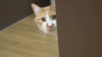 ペットを「買う」から「迎える」へ　生体販売から譲渡に切り替え「保護猫迎える選択肢を当たり前に」長野県内の商業施設で初めて譲渡施設が誕生