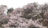「城跡を彩る桜が満開　「上田城千本桜まつり」開幕　夜はライトアップも　4日午後は全県で雨の予想」の画像1