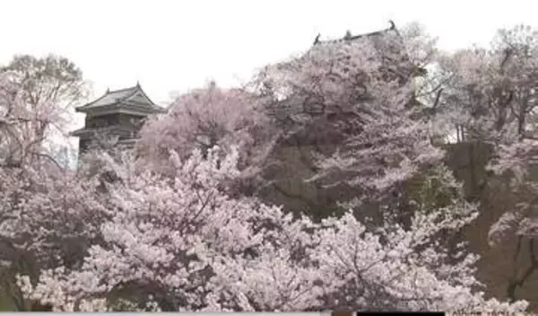 城跡を彩る桜が満開　「上田城千本桜まつり」開幕　夜はライトアップも　4日午後は全県で雨の予想