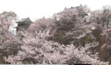 城跡を彩る桜が満開　「上田城千本桜まつり」開幕　夜はライトアップも　4日午後は全県で雨の予想