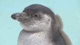 「泳ぐの大好き！フンボルトペンギンのひな　親の愛情たっぷり　すくすく成長　長野・須坂市動物園」の画像1
