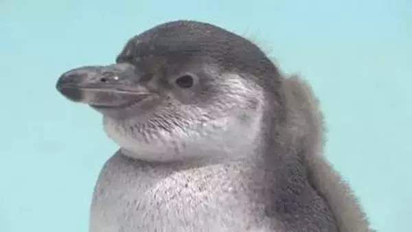 泳ぐの大好き！フンボルトペンギンのひな　親の愛情たっぷり　すくすく成長　長野・須坂市動物園