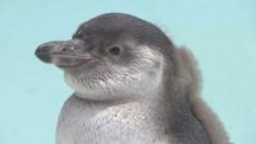 体重89gから2.8kgに　すくすく成長！フンボルトペンギンのヒナが元気いっぱい　長野・須坂市動物園