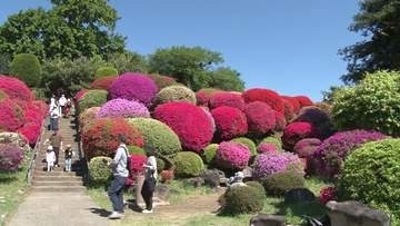 3万株のツツジの花が見ごろ　長野・岡谷市の鶴峯公園