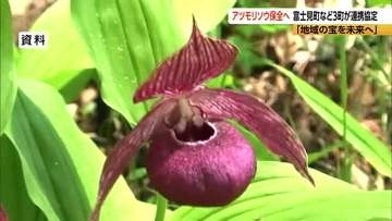 “幻の花”アツモリソウ保全へ　長野県富士見町・岩手県住田町・北海道礼文町が連携協定「地域の宝を未来につなぐ」