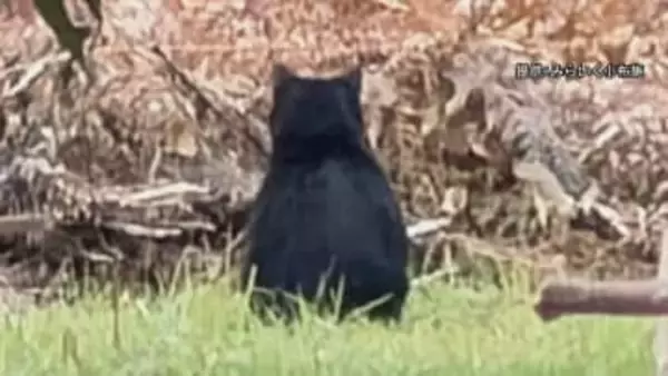 「クマさんがいる」散歩中の園児が目撃　保育施設の職員が撮影した写真には背中を向けたクマらしき動物