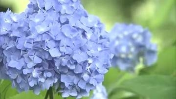 “アジサイ寺”長野県飯山市の高源院で約20種類・800株が見頃
