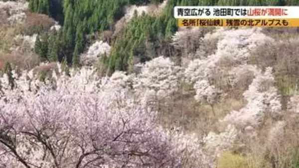 「西の吉野、東の陸郷」とも　山の斜面に数千本の山桜　「桜仙峡」が見ごろに　長野・池田町
