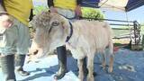 「夏を前にスッキリ　10組の親子が「ヒツジの毛刈り」に挑戦　長野・須坂市動物園」の画像1