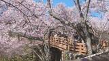 「「天下第一の桜」長野・伊那市の高遠城址公園は満開　約1500本の「タカトオコヒガンザクラ」」の画像1