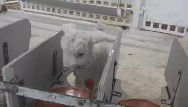 しっぽフリフリ！25頭の赤ちゃん「ヤギのベビーラッシュ」　元気いっぱい“ミルクのお時間”　70頭に増える予定