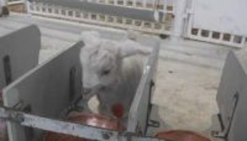 しっぽフリフリ！25頭の赤ちゃん「ヤギのベビーラッシュ」　元気いっぱい“ミルクのお時間”　70頭に増える予定