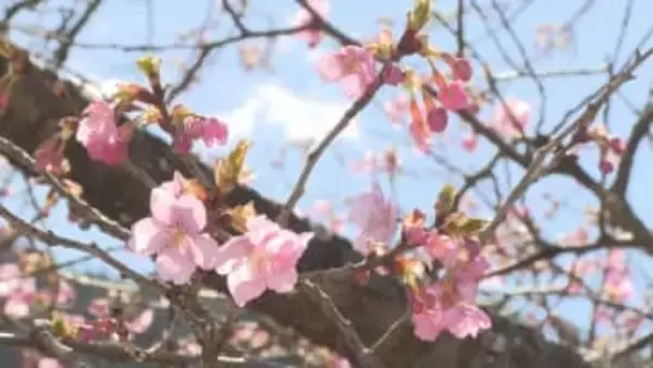 河津桜が開花　2008年以降で最も早く　長野・飯田市南信濃