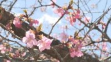 河津桜が開花　2008年以降で最も早く　長野・飯田市南信濃