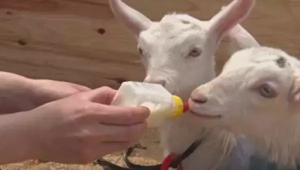 「めっちゃ飲んでる」ヤギの赤ちゃんがミルクをゴクゴク　チーズ工房がヤギと触れ合える牧場をオープンへ　エサやり・散歩・搾乳体験も　「地元の人が楽しめる場所になれば」