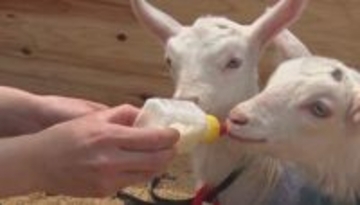 「めっちゃ飲んでる」ヤギの赤ちゃんがミルクをゴクゴク　チーズ工房がヤギと触れ合える牧場をオープン　エサやり・散歩・搾乳体験も　「地元の人が楽しめる場所になれば」