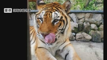 国内最高齢のベンガル系のトラ「臥桜」老衰のため死ぬ　20歳オス、人間でいえば100歳くらい　8月に双子のメス「未桜」が死んでから元気がなく…28日までトラ舎前に献花台