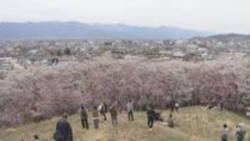 長野・松本市の桜の名所「弘法山」で満開　市街地を見渡す山頂からは北アルプスもくっきり