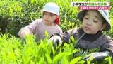 「「たくさん摘めてうれしい」小中学生が茶摘み体験　茶の産地・天龍村で　長野」の画像1