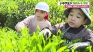 「たくさん摘めてうれしい」小中学生が茶摘み体験　茶の産地・天龍村で　長野