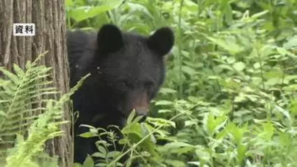 「クマが夜間に出没」通報受け設置した箱わなにクマがかかる　体長1.15m・推定4歳オスの成獣　猟友会が駆除　畑の果樹を食い荒らす被害も　長野・塩尻市