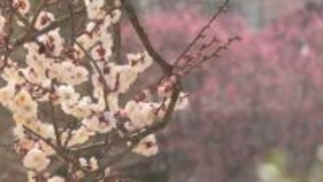 「春になったなあ」　白梅「善心光梅」の開花進む　長野県飯田市の元善光寺