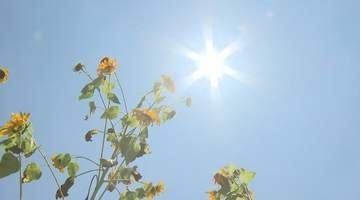 熱中症か　80代男性が畑で倒れ、病院に搬送も死亡　飯田市南信濃では、長野県内初の40度以上「酷暑日」予想　4日連続の「熱中症警戒アラート」　予想最高気温は飯田38度、松本・諏訪37度、長野36度